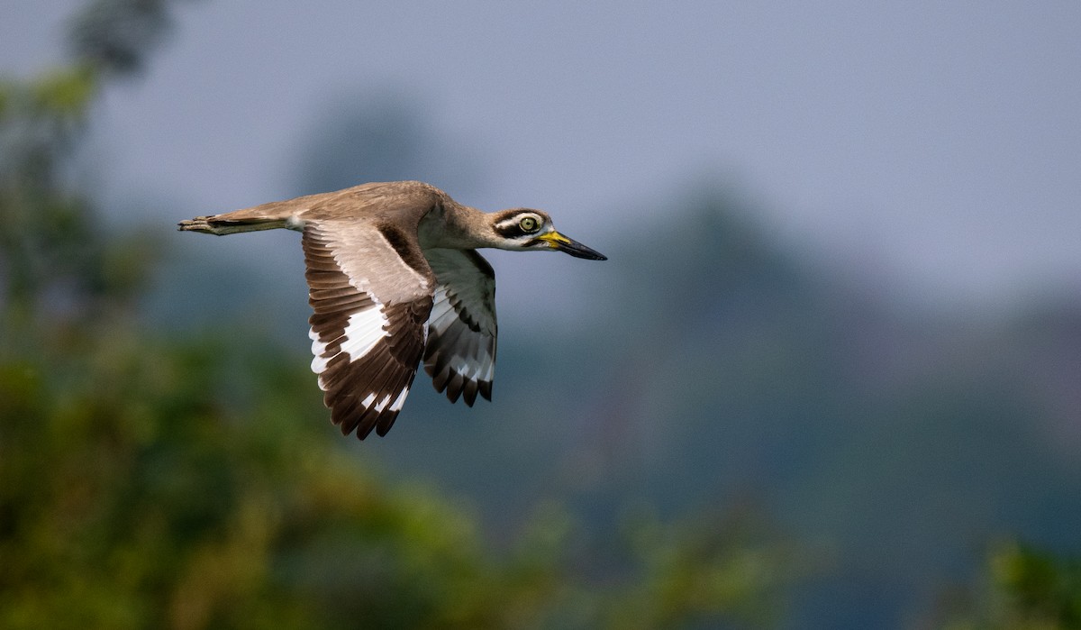 Great Thick-knee - ML581262711