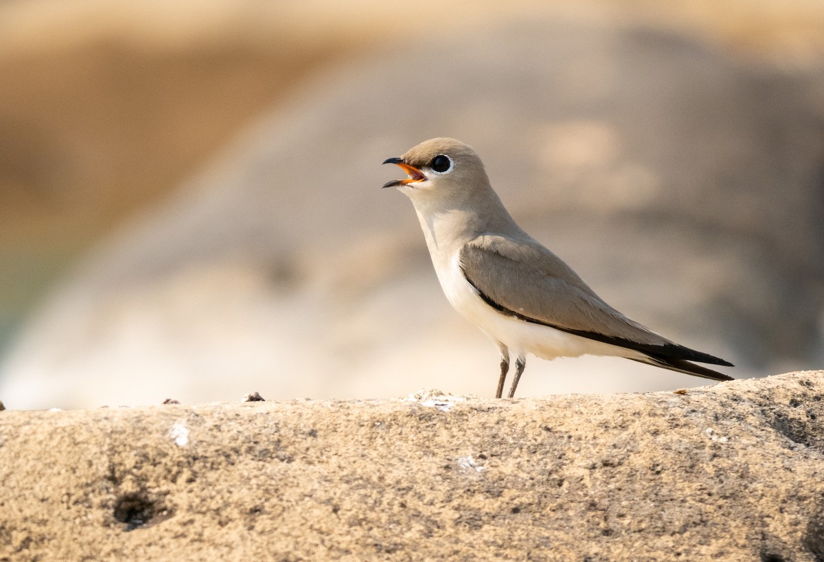 Small Pratincole - Forest Botial-Jarvis