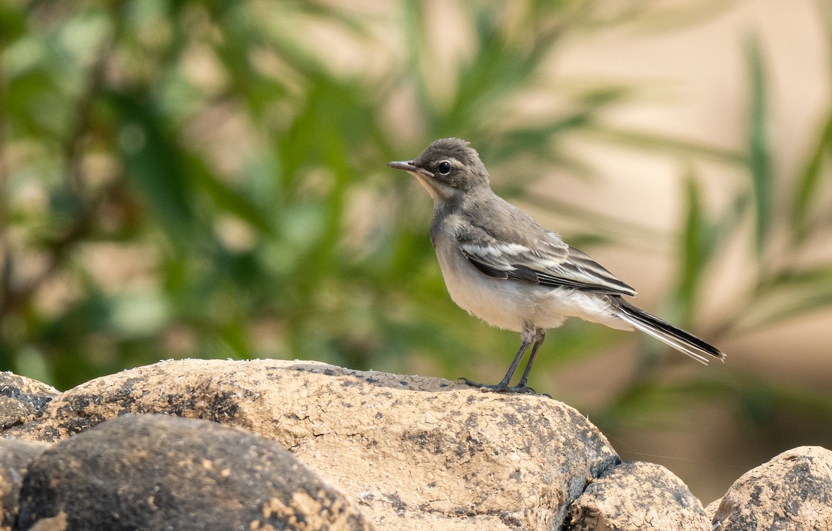 Mekong Wagtail - Forest Botial-Jarvis
