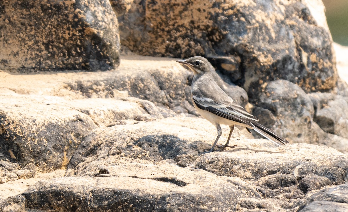 Mekong Wagtail - Forest Botial-Jarvis