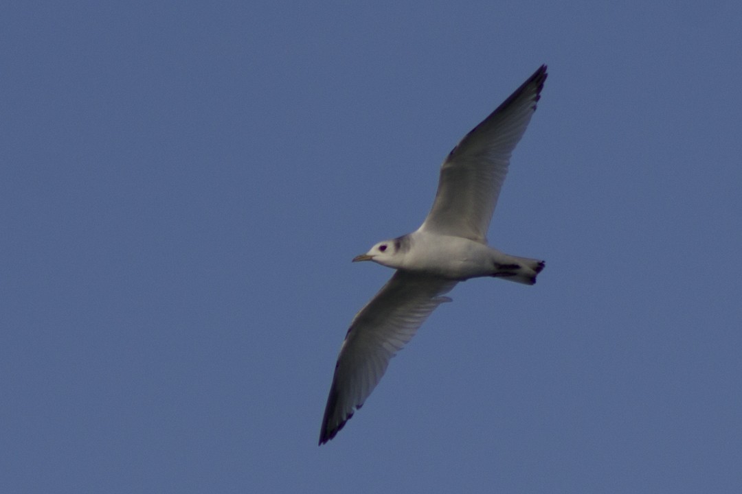 Mouette tridactyle - ML58126581