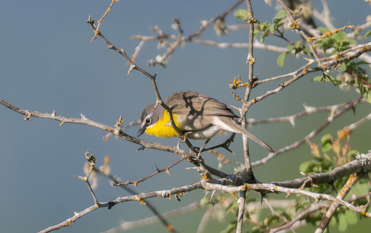 Yellow-breasted Chat - ML581266861