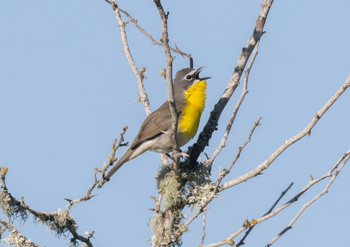 Yellow-breasted Chat - ML581266881