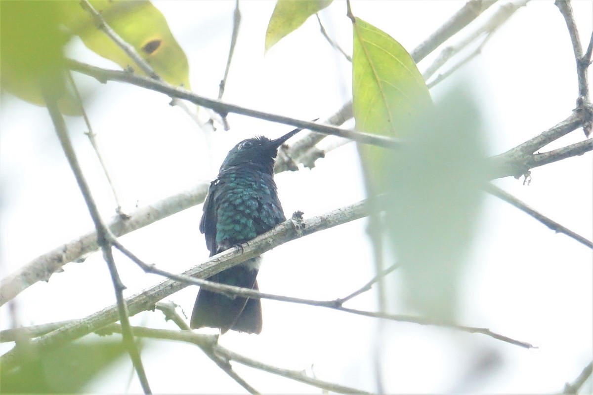 kolibřík modroocasý - ML58126721