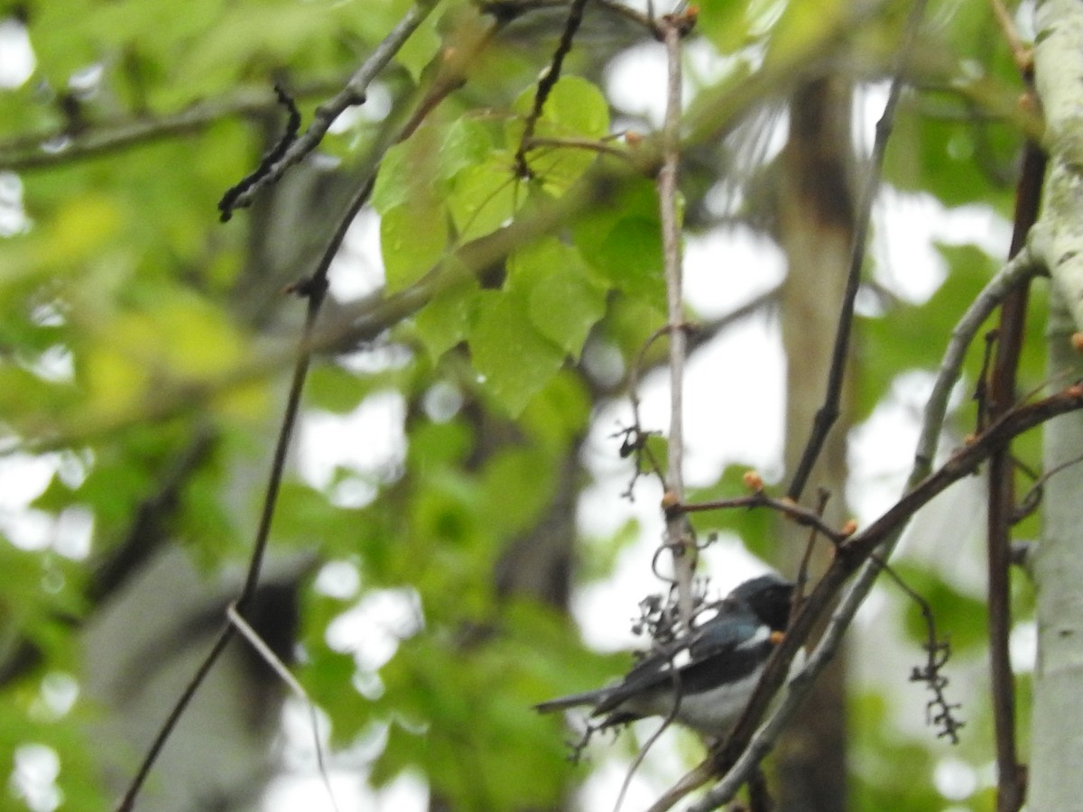 Black-throated Blue Warbler - ML58126851