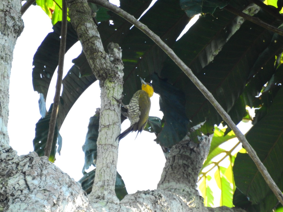 Yellow-throated Woodpecker - ML581270821