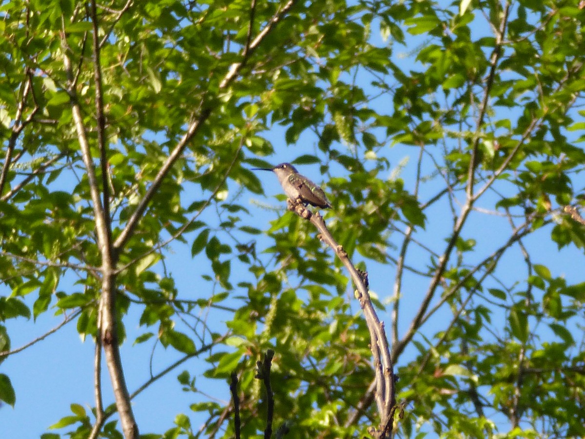 Ruby-throated Hummingbird - R Green