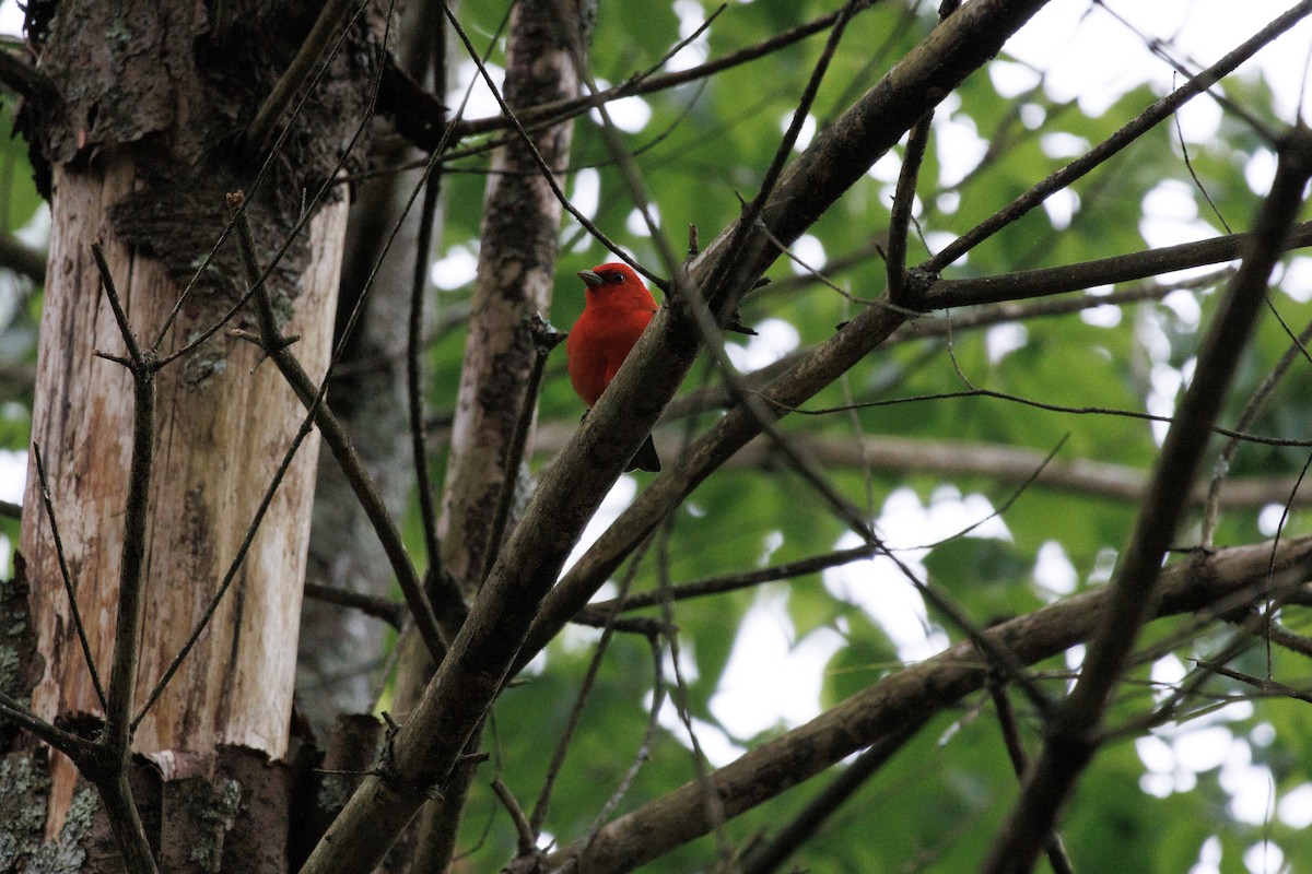 Scarlet Tanager - ML581279391
