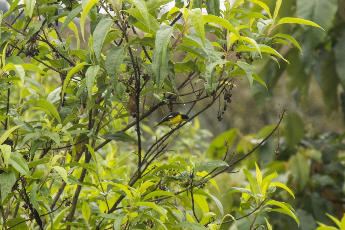 Lesser Goldfinch - Miguel Chavarro Gutiérrez