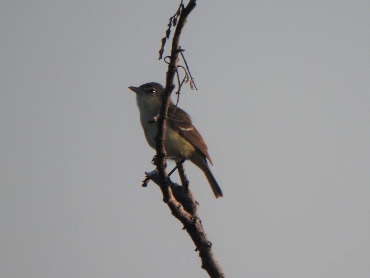 Braunaugenvireo (bellii/medius) - ML581285541