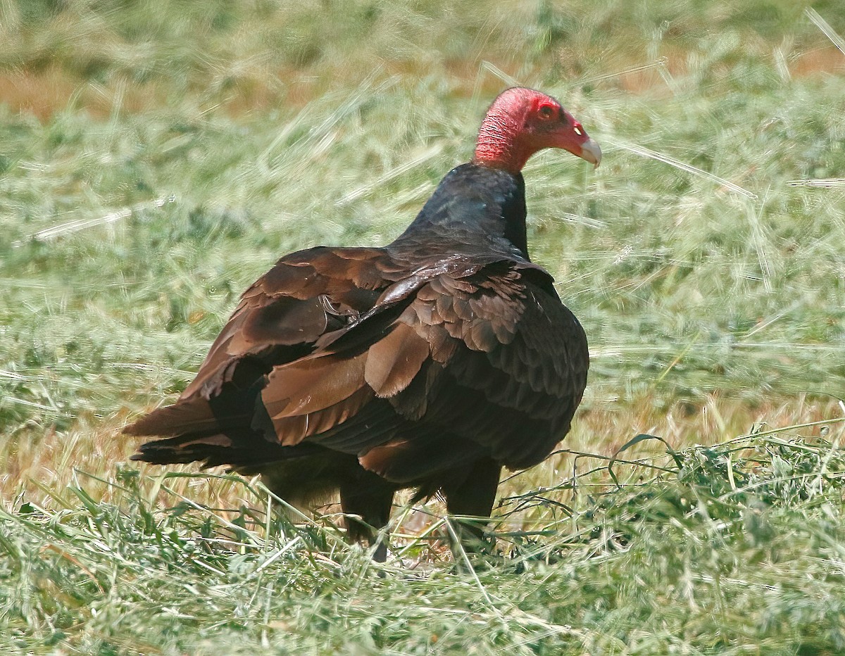Turkey Vulture - ML581286441