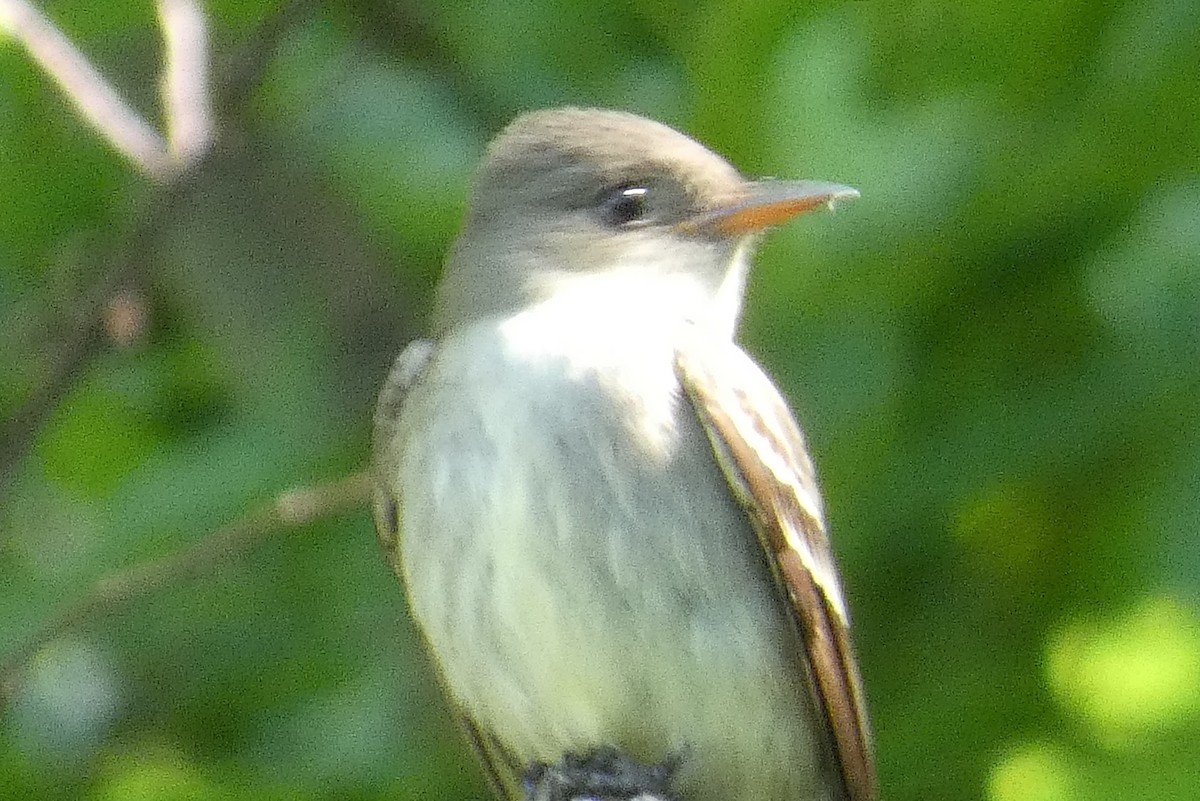 eBird Checklist - 4 Jun 2023 - Owls Head Park - 2 species