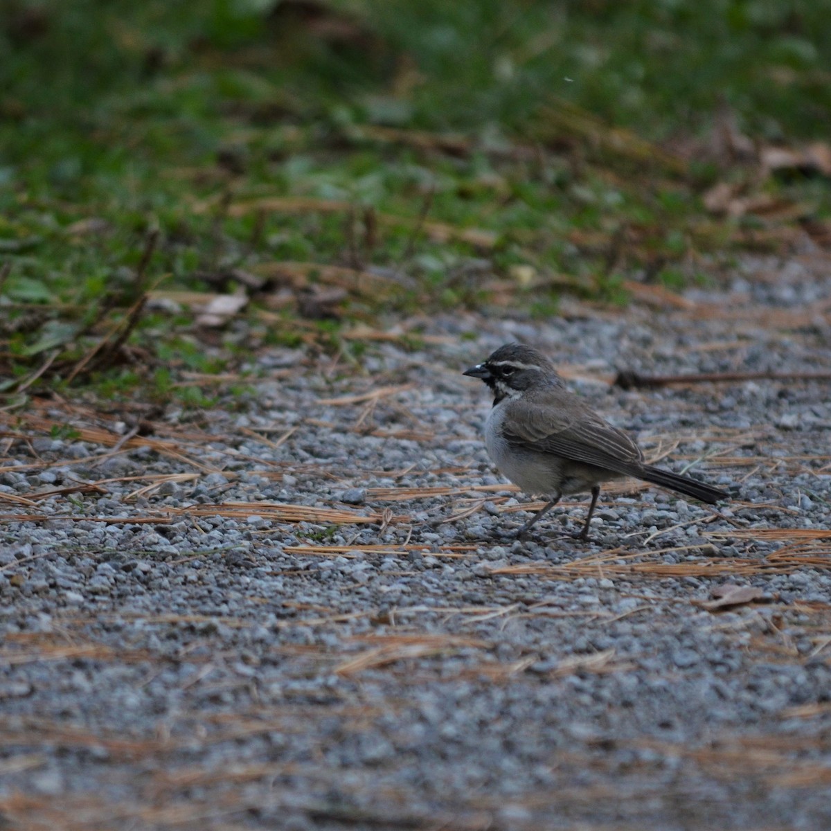 Black-throated Sparrow - ML581290531