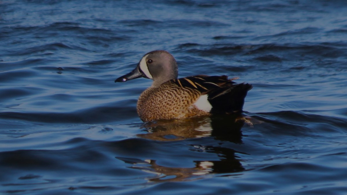 Blue-winged Teal - ML581291811