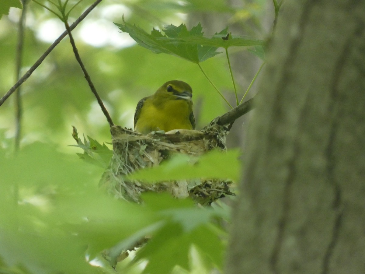 Yellow-throated Vireo - ML581292181