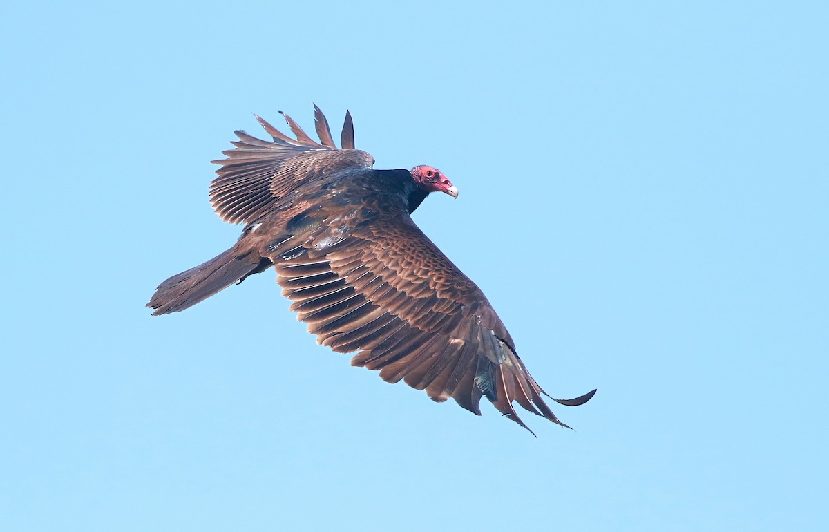 Turkey Vulture - ML581292401