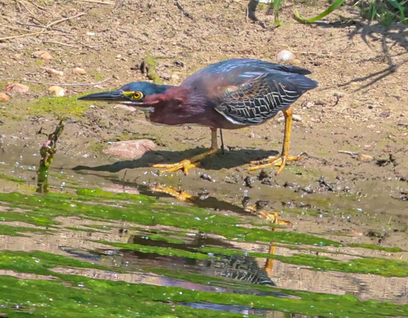 Arkansas eBird Checklist - 1 Jun 2023 - Windsor Athletic Club, 99 ...