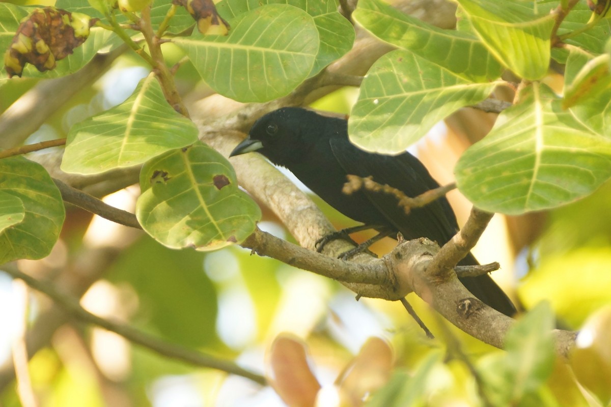 White-lined Tanager - ML581294471