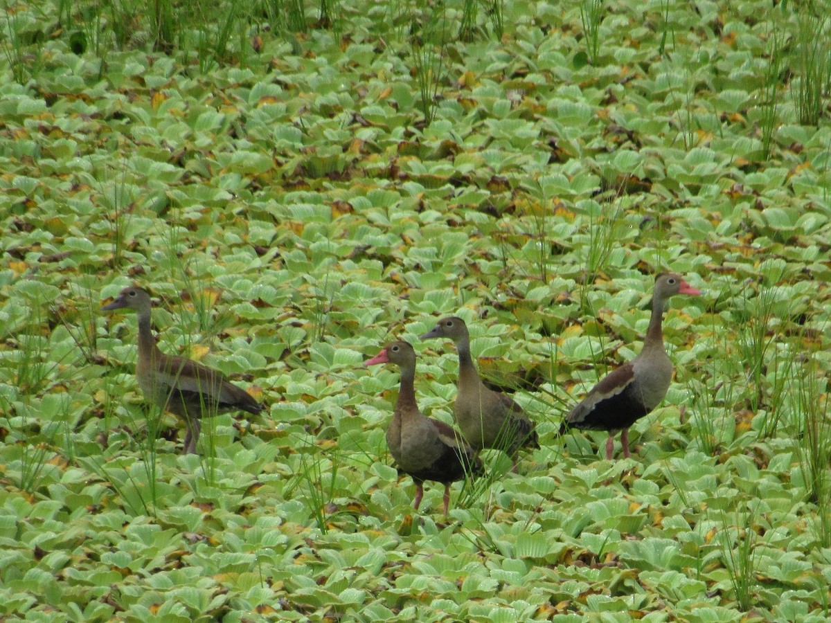 Black-bellied Whistling-Duck - Ney Linares