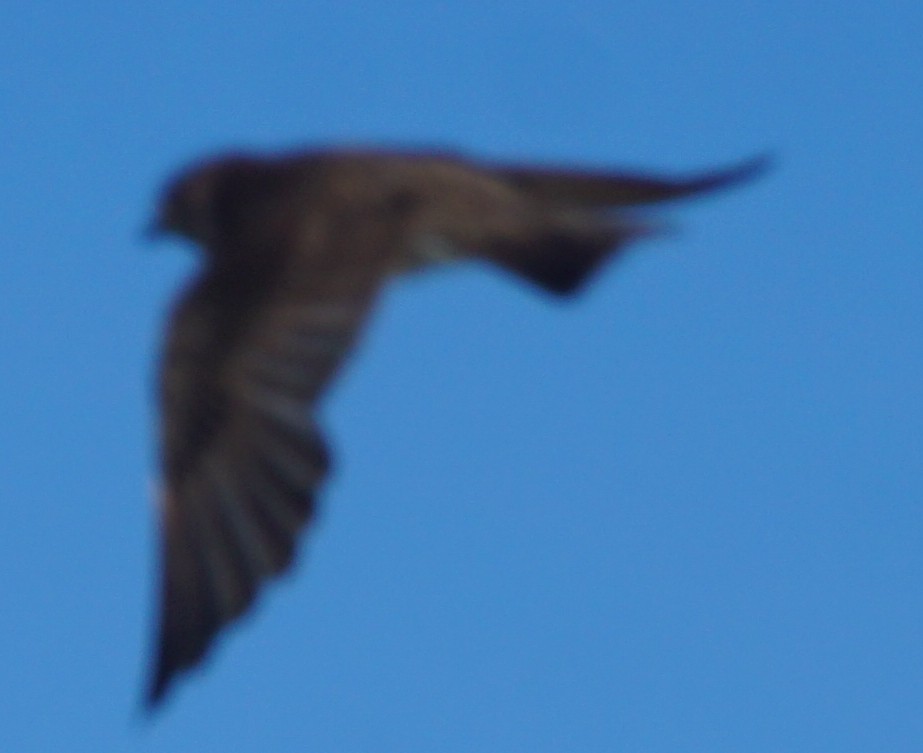 Northern Rough-winged Swallow - ML581295971