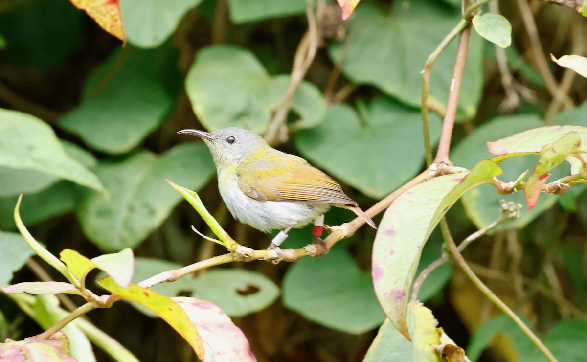 Temminck's Sunbird - ML581296631