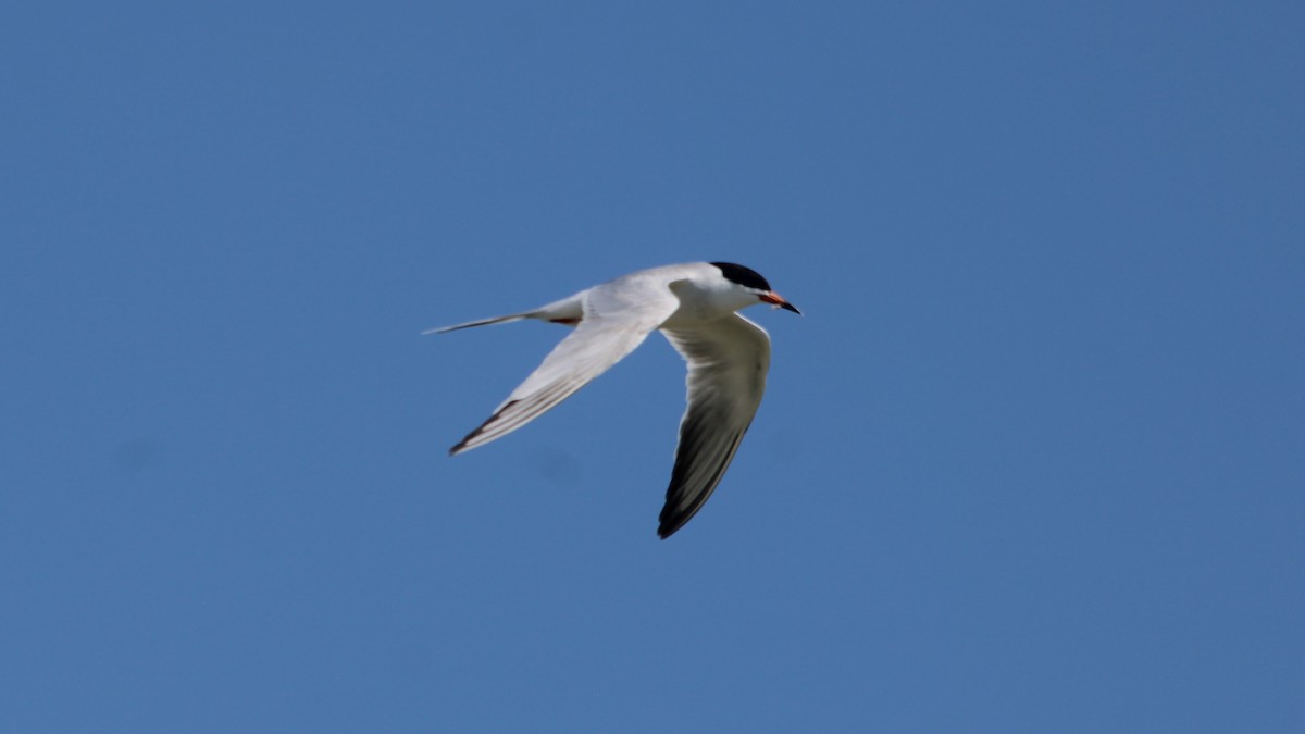 Common Tern - ML581298501