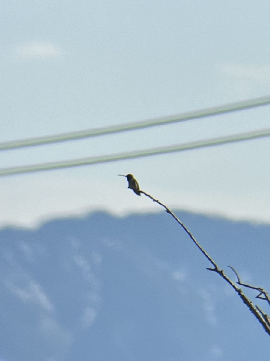 Black-chinned Hummingbird - ML581300051