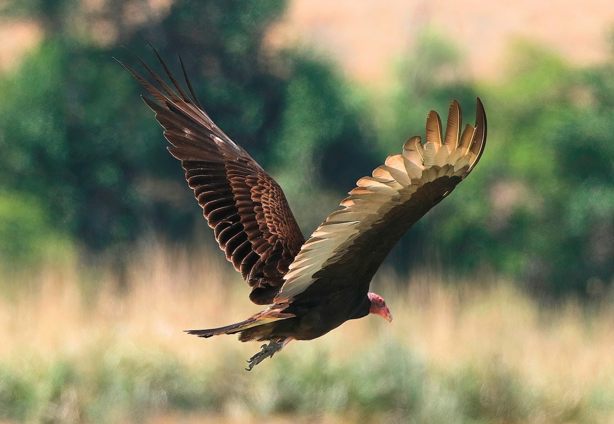 Turkey Vulture - ML581300181