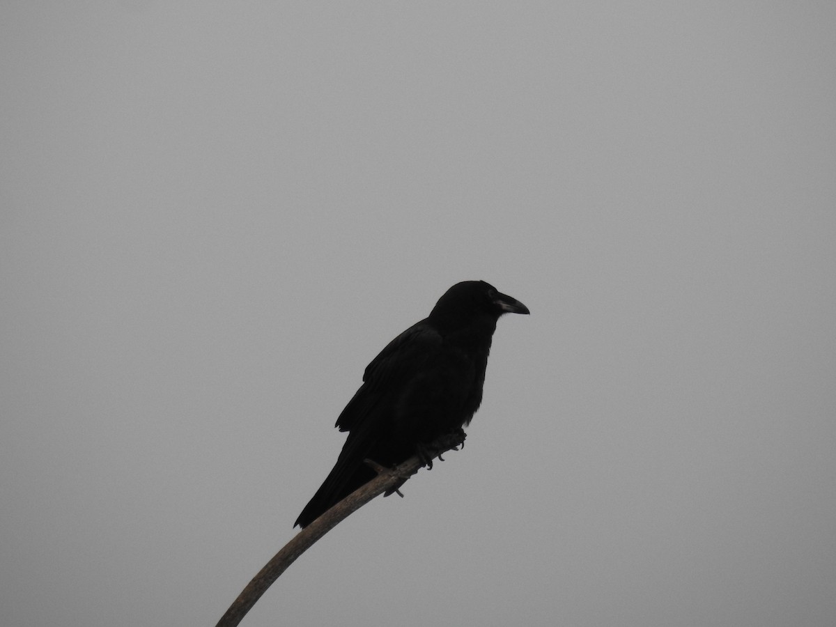 Common Raven - ML581301211