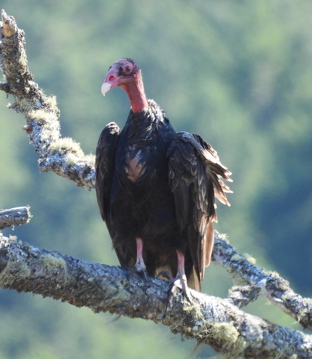 Turkey Vulture - ML581304371