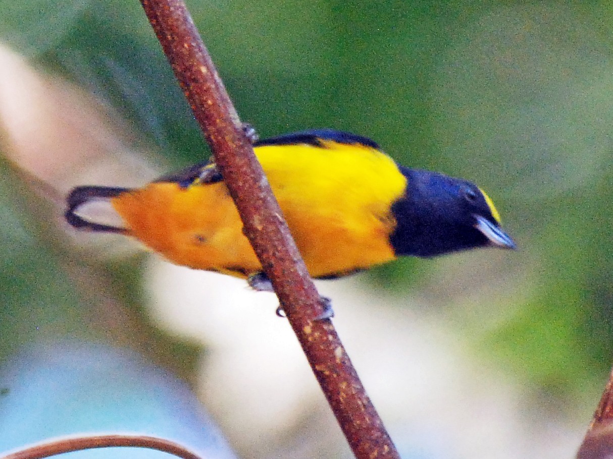 Fulvous-vented Euphonia - Ryan O'Donnell