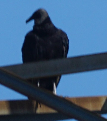 Black Vulture - ML581306371