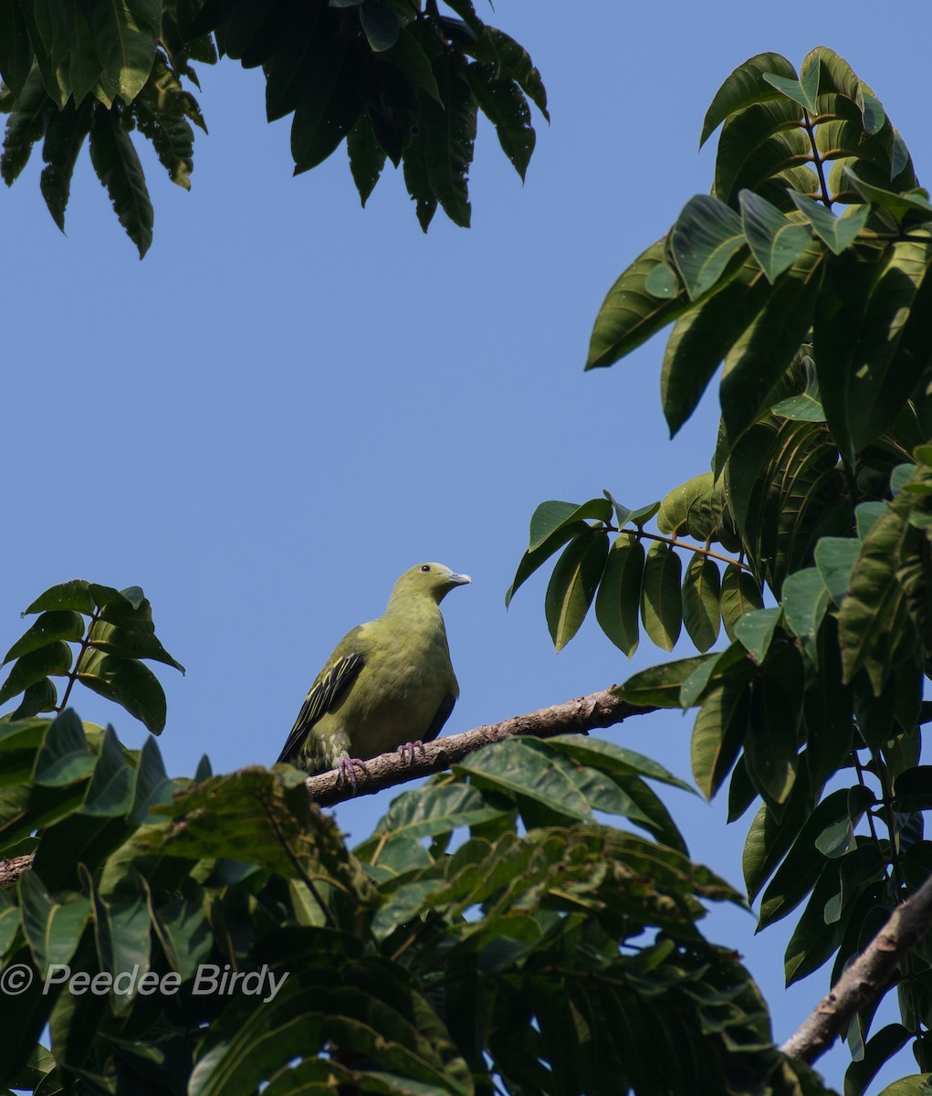 Andaman Green-Pigeon - P D Prasad