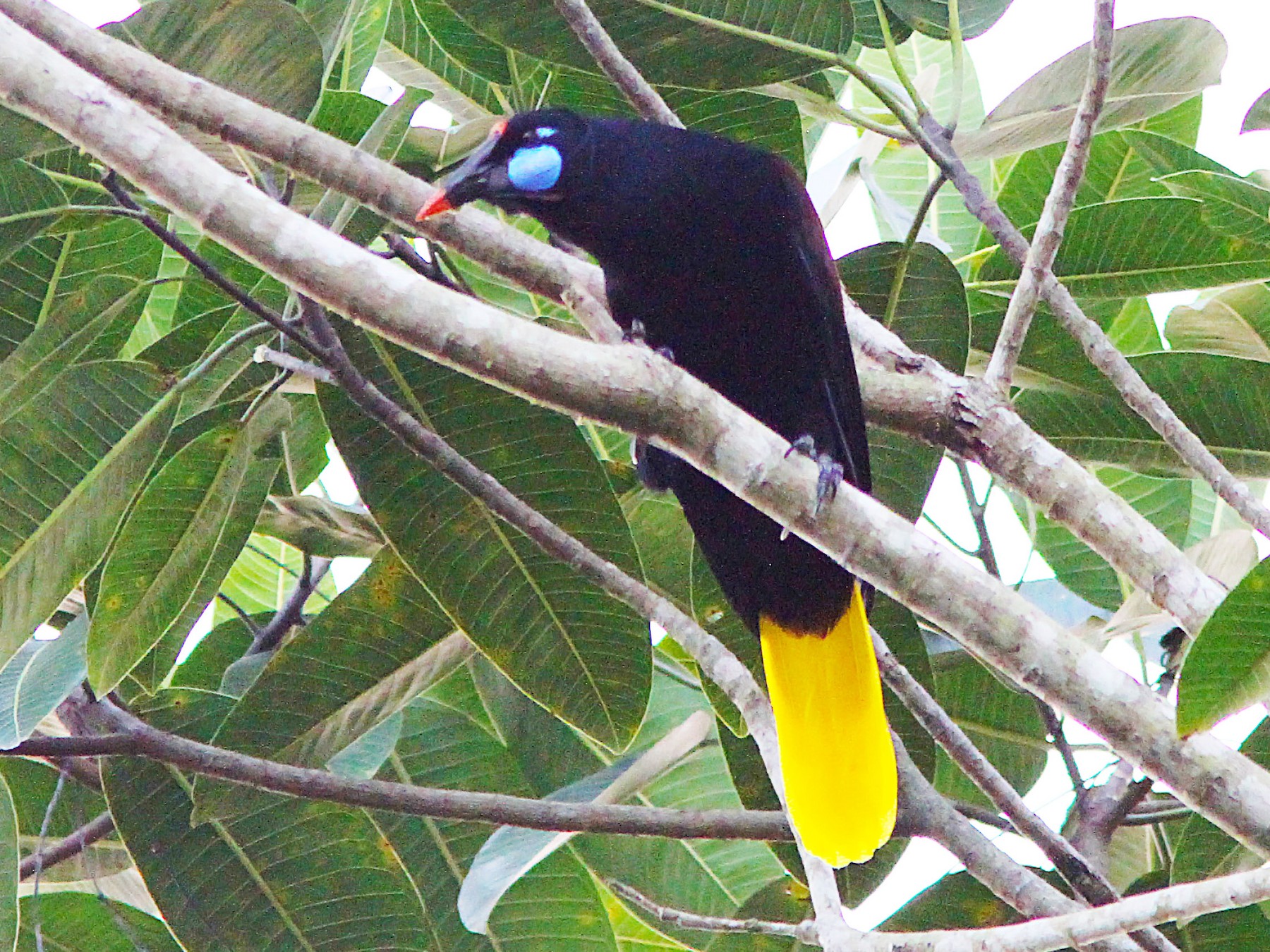 Black Oropendola - eBird