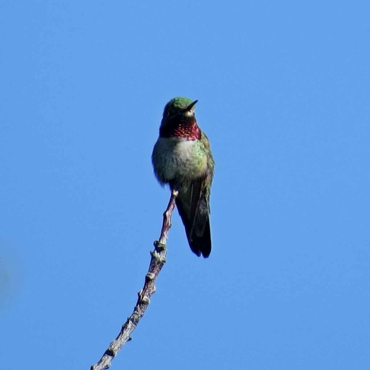 Broad-tailed Hummingbird - ML581308921