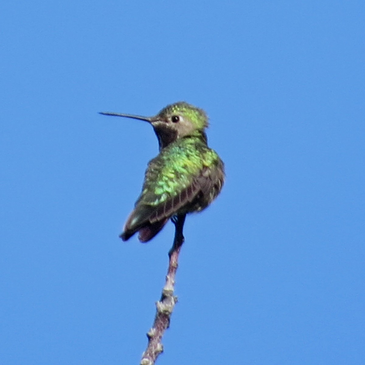 Broad-tailed Hummingbird - ML581308931