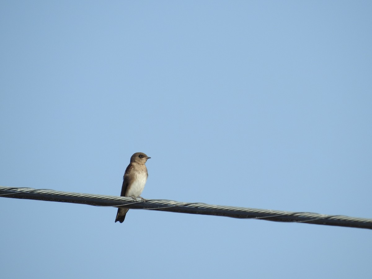 Northern Rough-winged Swallow - John  Kiseda