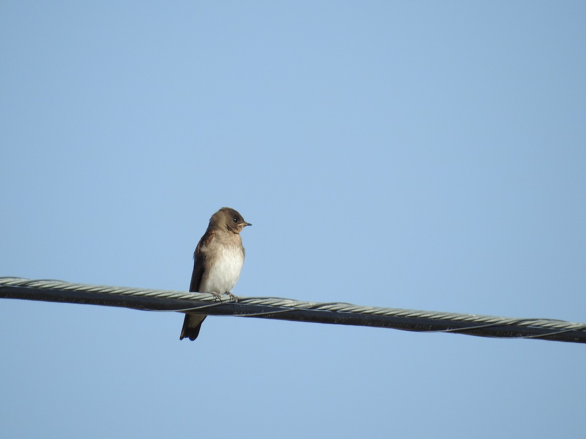 Northern Rough-winged Swallow - ML581309701