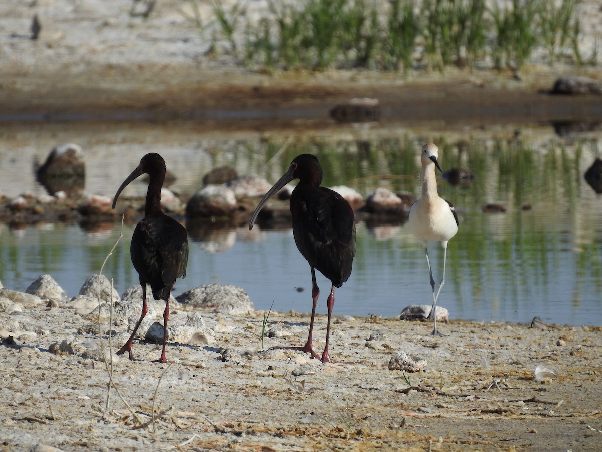 ibis americký - ML581310221