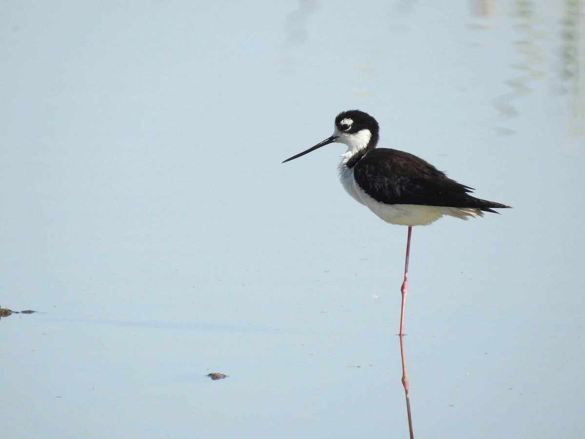 Black-necked Stilt - ML581310891