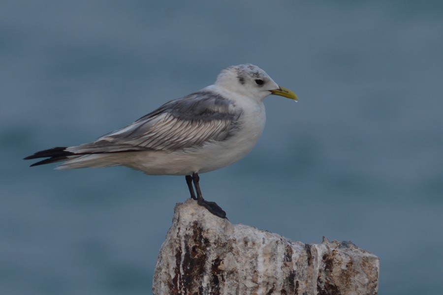 Mouette tridactyle - ML58131171