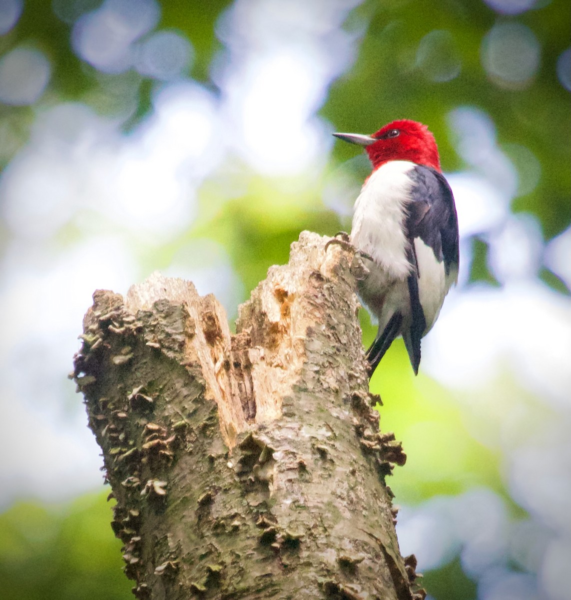 Red-headed Woodpecker - ML581312171