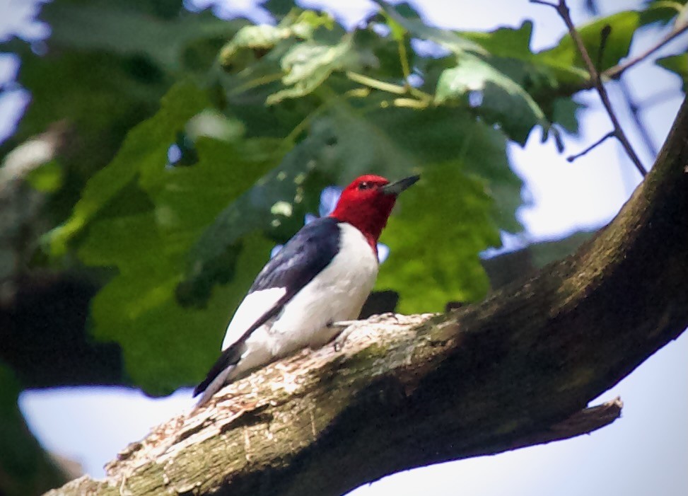 Red-headed Woodpecker - ML581312181