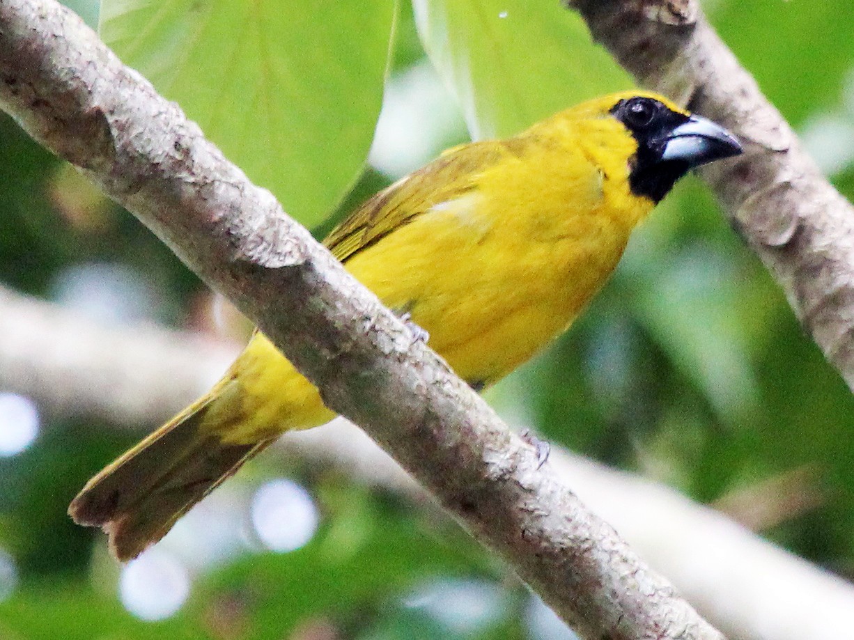 Yellow-green Grosbeak - eBird