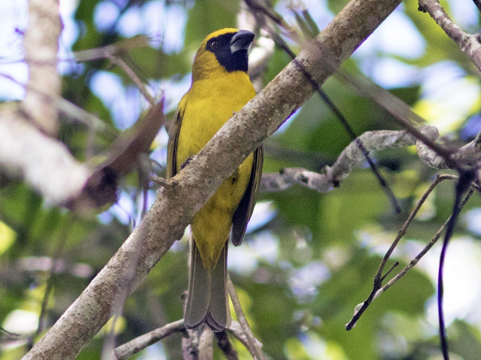 Yellow-green Grosbeak - eBird