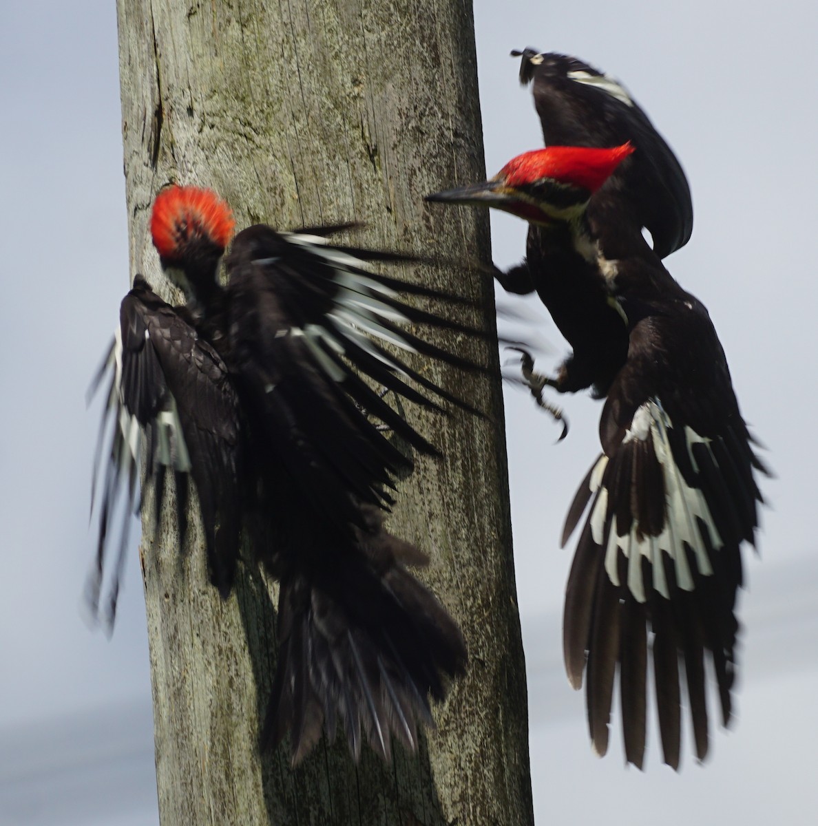 Pileated Woodpecker - ML581314241