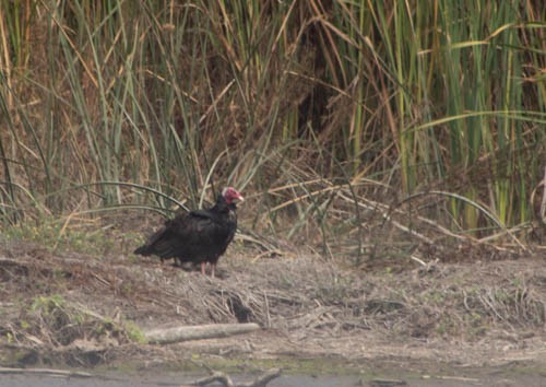 Turkey Vulture (Tropical) - ML581314701