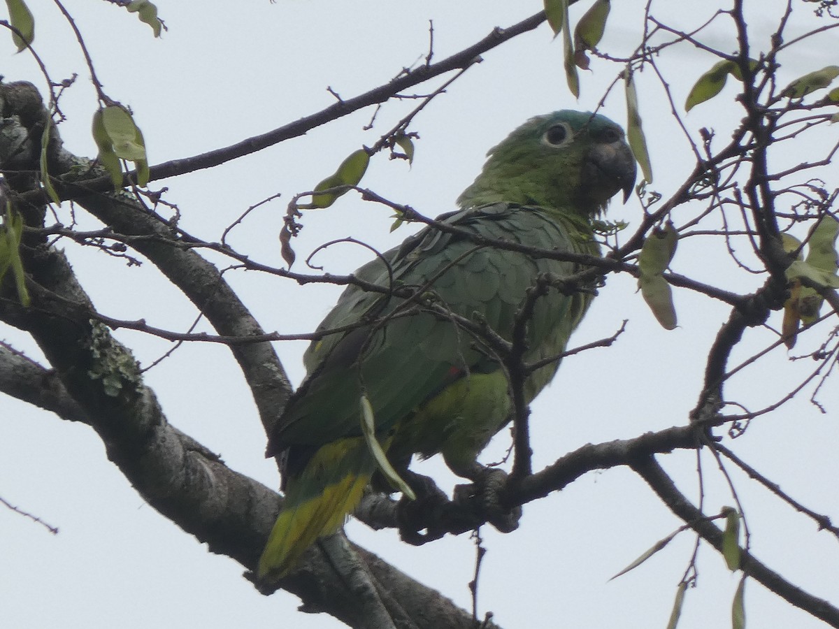 Mealy Parrot (Northern) - ML581317581