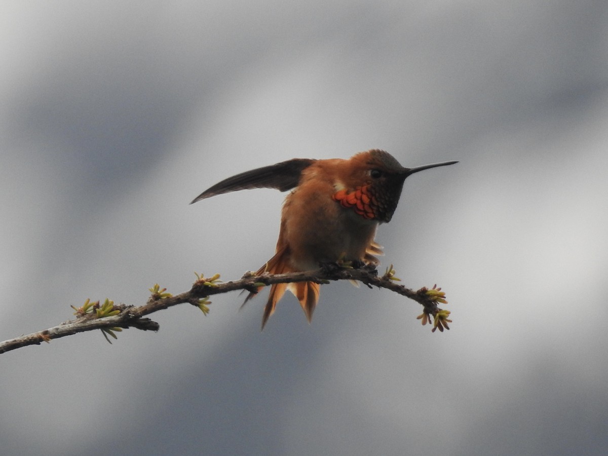 Rufous Hummingbird - ML581319001