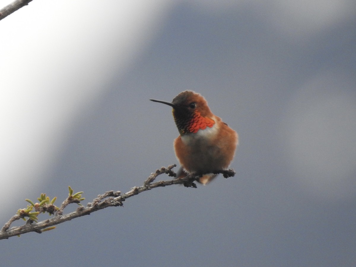 Rufous Hummingbird - ML581319021